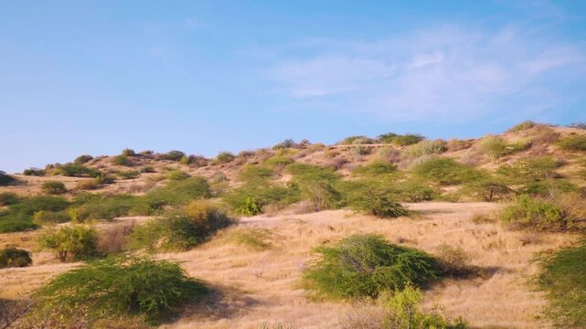 Landscape shot of Acacia nilotica or babul tree on top of a hill during a sunny day with clouds at Dholavira in Kutch, Gujarat, India. Landscapes of Kutch during a sunny day. Natural background. 
