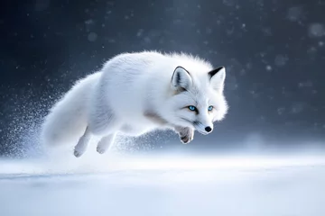 Poster White arctic fox running through snow in winter landscape with snowy background