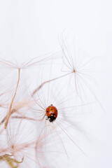 Closeup of a ladybug resting on a dandelion, capturing the essence of natural beauty and tranquility.