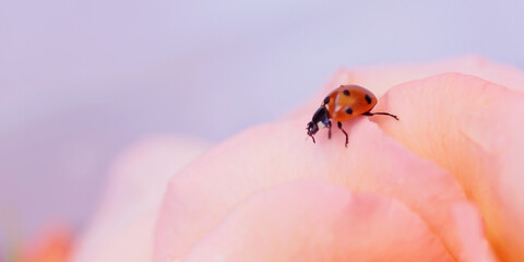 Ladybug on pink rose petal, symbolizing love and nature's delicate beauty.