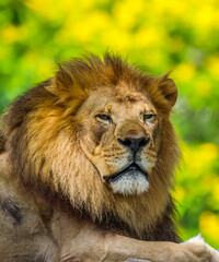 Portrait of Lion