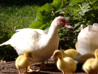 A mother duck with her little ducklings enjoying a bright and sunny spring day.