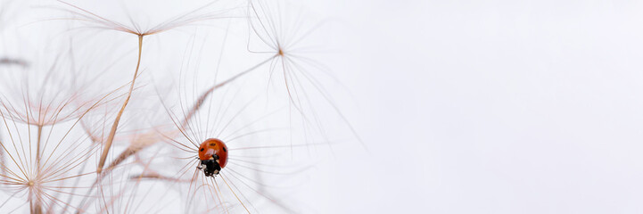 A closeup view of a ladybug on a dandelion, showcasing the small wonders of wildlife in nature. Banner with copy space for text © svittlana