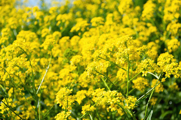 Obraz premium A bunch of yellow flowers with green leaves.