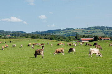Hiking trail from Ahegg to Weitnau, Munich Way of St. James, Bavaria, Germany