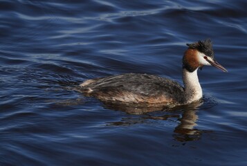 Great Crested Grebe Swimming in Blue Water