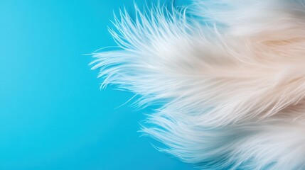 Obraz premium An engaging dynamic composition of fluffy white feathers suspended against a soothing blue background creates a feeling of lightness, beauty, and artistic inspiration in a soft palette.