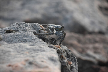 Grey Swimming Crab on the Edge of a Rock