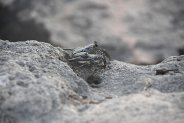 Side Profile Grey Swimming Crab on a Rock