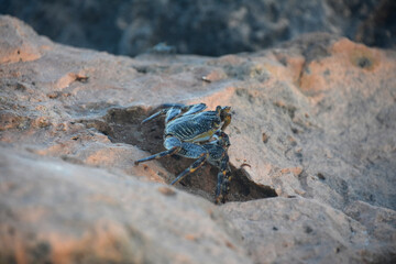 Grey Swimming Crab on a Large Rock