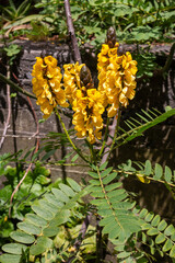 Bright yellow blossoms of Senna, Madeira, Portugal