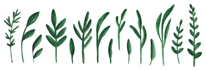 Set of watercolor plants isolated on a white background.