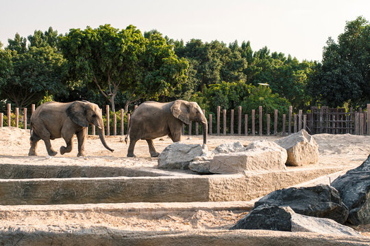 elephants in the zoo