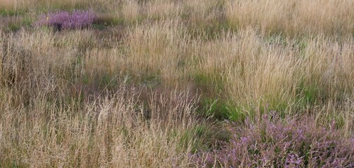 Wildly blooming Calluna vulgaris, settled in an uncut meadow. The flowering period ranges from late summer to autumn. The nodding flowers are in a dense, racemose inflorescence with bracts.