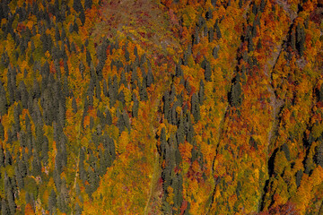 A stunning display of orange and yellow leaves blankets a mountainous area, showcasing the beauty of autumn in a rural forest at midday