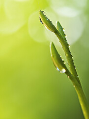 Macro shot of fresh green plant with dew drops, delicate nature detail with bokeh, eco-friendly and purity concept, perfect for wellness, sustainability and minimalism theme