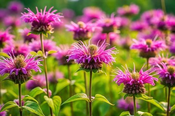 Obraz premium Wild Bergamot Meadow: Vertical Close-up of Bee Balm Flowers