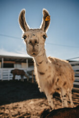 llamas graze in a pen on a farm