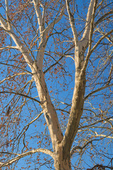 Plane tree