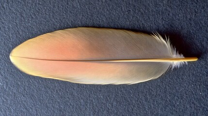 Single Soft Bird Feather Detailed Macro Shot