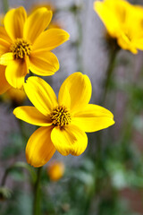 Yellow spring flowers. Postcard motif.