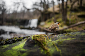 Robin on a tree stump by river