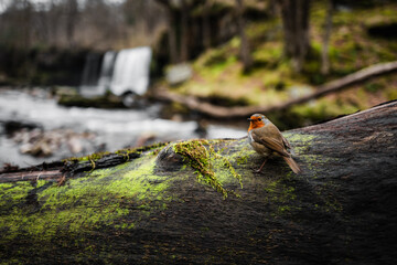 Robin on a tree stump by river