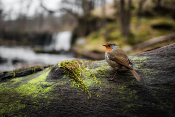 Robin on a tree stump by river