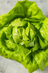 Organic Green Butterhead Lettuce