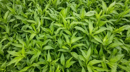 Lush Green Foliage Background Texture Lush Greenery Natural Plants