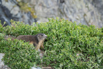 marmotte