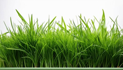 Fototapeta premium strip of green fresh grass on transparent or white background