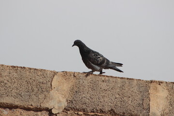 Obraz premium Pigeon standing on top of a house