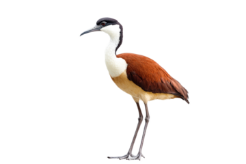 African Jacana Bird with a white head and a red body stands on a transparent background