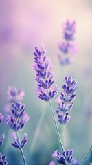 Naklejka premium Delicate lavender blooms in soft light.