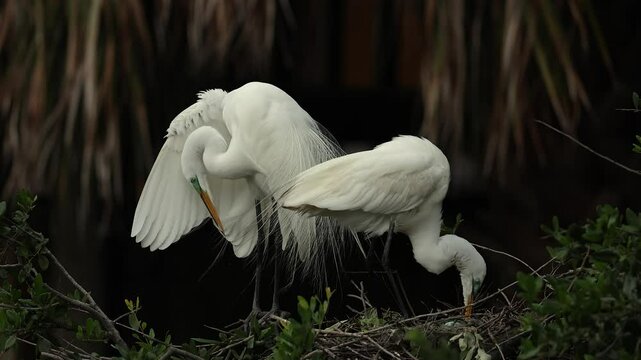 Great egrets nesting in Florida 