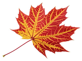 Fototapeta premium maple leaves isolated on white