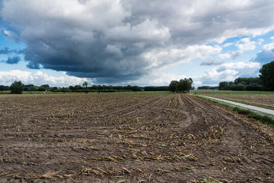Harvested golden wheat fields at the Flemish countryside in Sint Amands, Belgium
