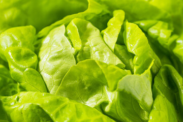 Organic Green Butterhead Lettuce