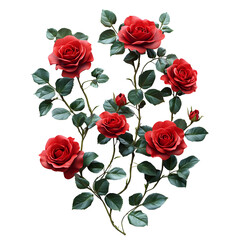 Roses on Isolated White Background