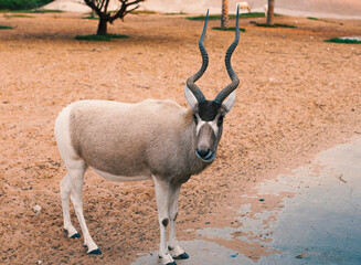 antelope in the zoo