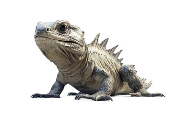 Obraz premium A lizard with a long tail and spiky legs