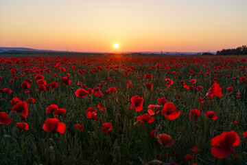 Obraz premium paysages coquelicot