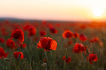 Obraz premium paysages coquelicot