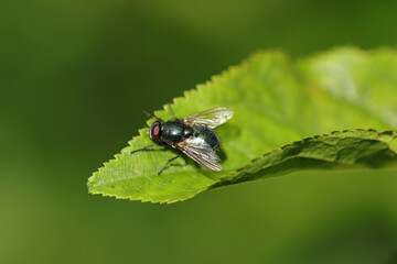 Calliphora sp.
Calliphora sp. in its natural element
