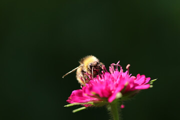 Bourdon des prés (Bombus pratorum)
Bombus pratorum in its natural element
