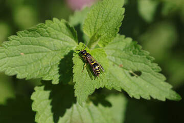 Ancistrocerus sp.
Ancistrocerus sp. in its natural element
