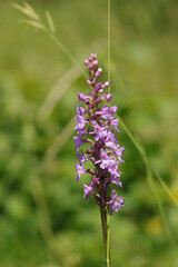 Orchis moucheron (Gymnadenia conopsea)
Gymnadenia conopsea in flower
