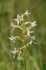 Platanthère des montagnes --- Platanthère à fleurs vertes (Platanthera chlorantha)
Platanthera chlorantha in flower
