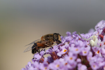 Eristale gluant --- Eristale tenace --- Ver à queue de Rat (Eristalis tenax)
Eristalis tenax on an unidentified flower or plant
